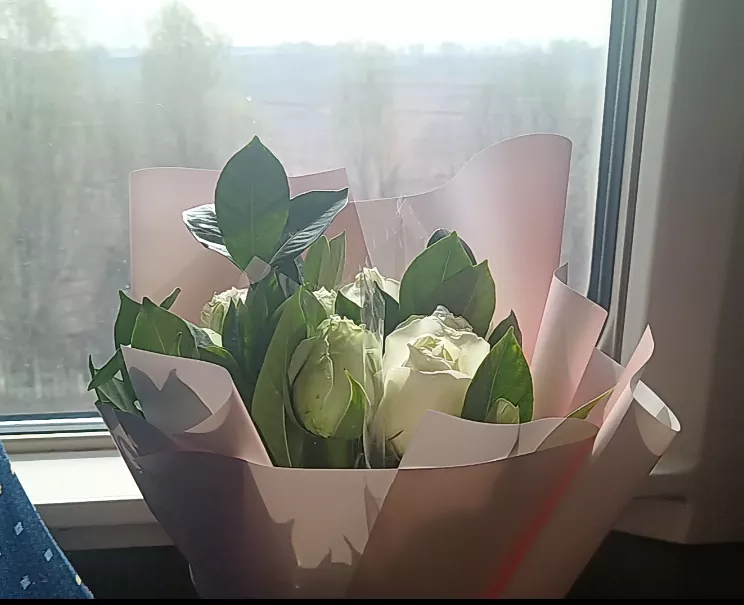 白玫瑰